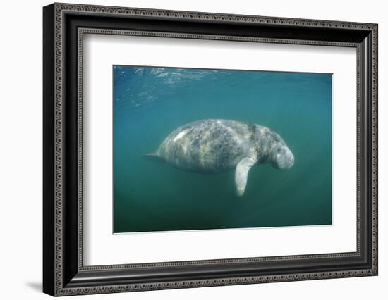 West Indian Manatee (Trichechus Manatus Latirostris) Florida Everglades, Florida, Usa.-Reinhard Dirscherl-Framed Photographic Print