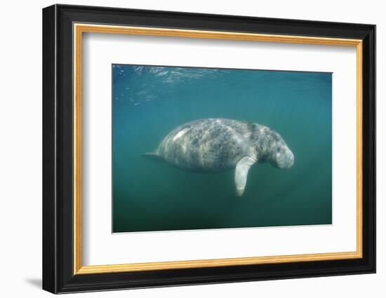 West Indian Manatee (Trichechus Manatus Latirostris) Florida Everglades, Florida, Usa.-Reinhard Dirscherl-Framed Photographic Print