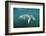 West Indian Manatee (Trichechus Manatus Latirostris) Florida Everglades, Florida, Usa.-Reinhard Dirscherl-Framed Photographic Print