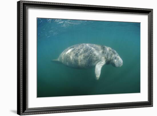 West Indian Manatee (Trichechus Manatus Latirostris) Florida Everglades, Florida, Usa.-Reinhard Dirscherl-Framed Photographic Print