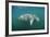 West Indian Manatee (Trichechus Manatus Latirostris) Florida Everglades, Florida, Usa.-Reinhard Dirscherl-Framed Photographic Print