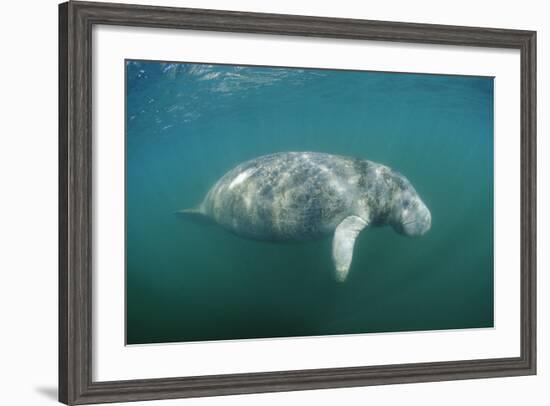 West Indian Manatee (Trichechus Manatus Latirostris) Florida Everglades, Florida, Usa.-Reinhard Dirscherl-Framed Photographic Print