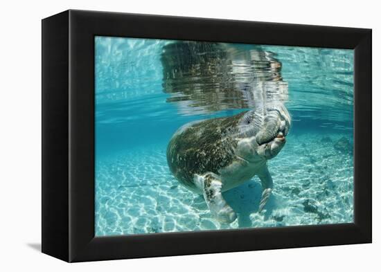 West Indian Manatee, Trichechus Manatus Latirostris, Usa, Florida, Fl, Crystal River-Reinhard Dirscherl-Framed Premier Image Canvas