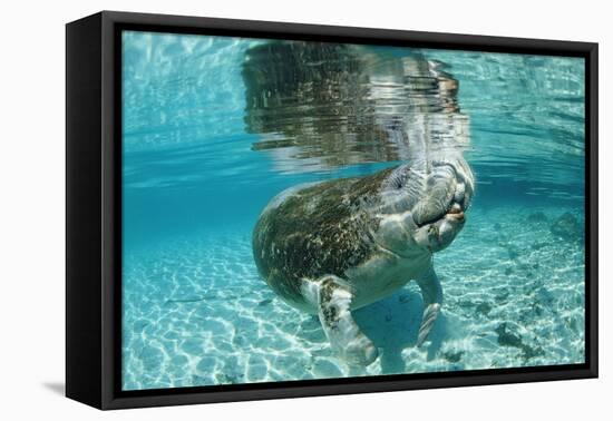 West Indian Manatee, Trichechus Manatus Latirostris, Usa, Florida, Fl, Crystal River-Reinhard Dirscherl-Framed Premier Image Canvas