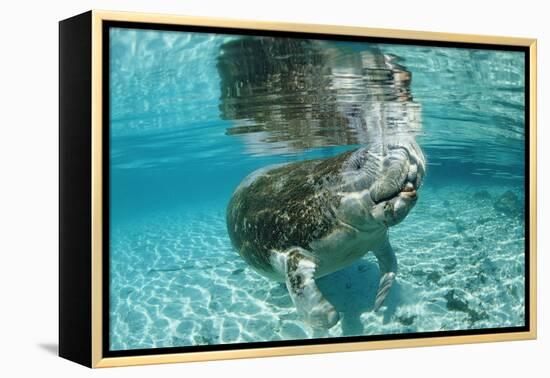 West Indian Manatee, Trichechus Manatus Latirostris, Usa, Florida, Fl, Crystal River-Reinhard Dirscherl-Framed Premier Image Canvas