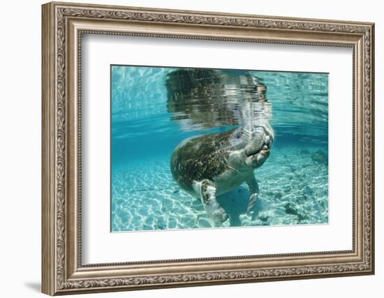 West Indian Manatee, Trichechus Manatus Latirostris, Usa, Florida, Fl, Crystal River-Reinhard Dirscherl-Framed Photographic Print