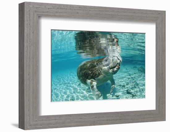 West Indian Manatee, Trichechus Manatus Latirostris, Usa, Florida, Fl, Crystal River-Reinhard Dirscherl-Framed Photographic Print