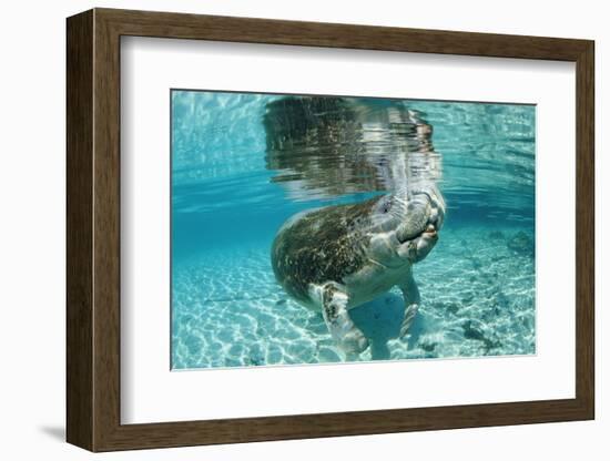 West Indian Manatee, Trichechus Manatus Latirostris, Usa, Florida, Fl, Crystal River-Reinhard Dirscherl-Framed Photographic Print