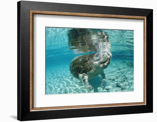 West Indian Manatee, Trichechus Manatus Latirostris, Usa, Florida, Fl, Crystal River-Reinhard Dirscherl-Framed Photographic Print