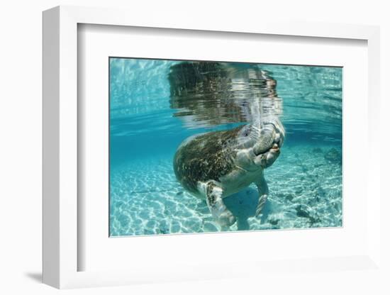 West Indian Manatee, Trichechus Manatus Latirostris, Usa, Florida, Fl, Crystal River-Reinhard Dirscherl-Framed Photographic Print