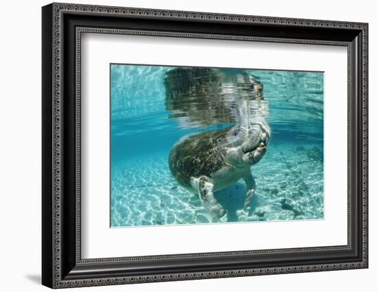 West Indian Manatee, Trichechus Manatus Latirostris, Usa, Florida, Fl, Crystal River-Reinhard Dirscherl-Framed Photographic Print