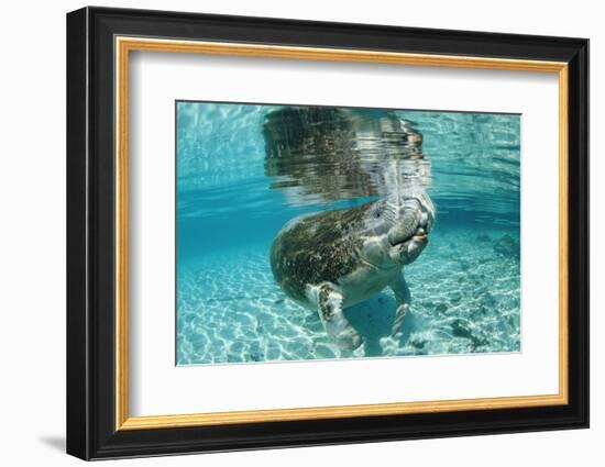 West Indian Manatee, Trichechus Manatus Latirostris, Usa, Florida, Fl, Crystal River-Reinhard Dirscherl-Framed Photographic Print