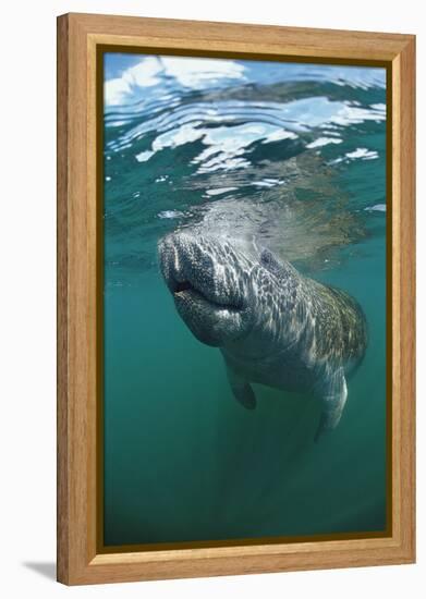 West Indian Manatee, Trichechus Manatus Latirostris, Usa, Florida, Fl, Everglades-Reinhard Dirscherl-Framed Premier Image Canvas