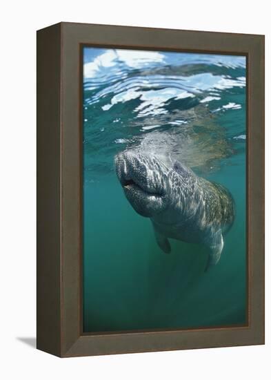 West Indian Manatee, Trichechus Manatus Latirostris, Usa, Florida, Fl, Everglades-Reinhard Dirscherl-Framed Premier Image Canvas