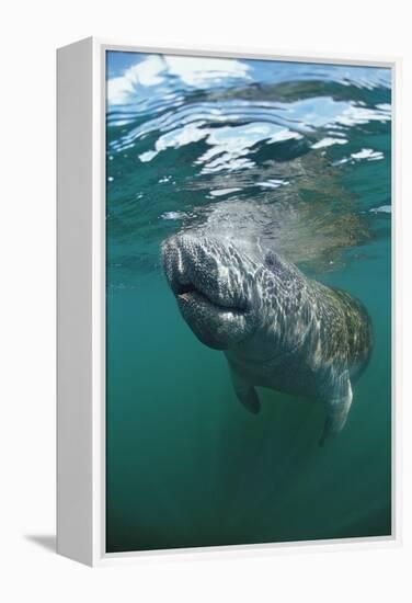 West Indian Manatee, Trichechus Manatus Latirostris, Usa, Florida, Fl, Everglades-Reinhard Dirscherl-Framed Premier Image Canvas