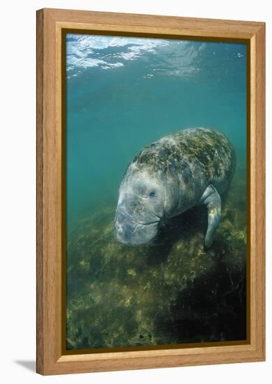 West Indian Manatee, Trichechus Manatus Latirostris, Usa, Florida, Fl, Everglades-Reinhard Dirscherl-Framed Premier Image Canvas