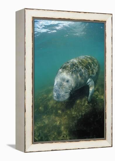 West Indian Manatee, Trichechus Manatus Latirostris, Usa, Florida, Fl, Everglades-Reinhard Dirscherl-Framed Premier Image Canvas