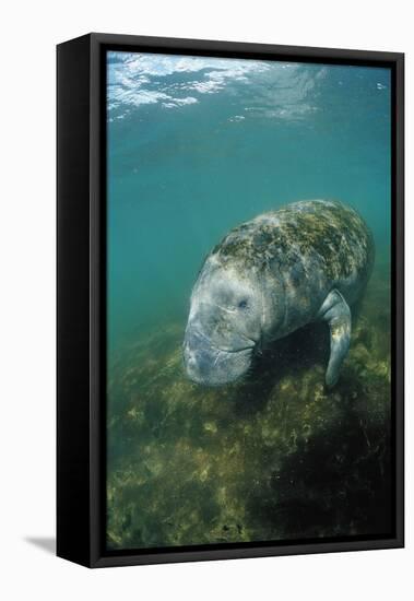 West Indian Manatee, Trichechus Manatus Latirostris, Usa, Florida, Fl, Everglades-Reinhard Dirscherl-Framed Premier Image Canvas