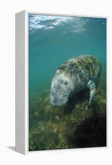 West Indian Manatee, Trichechus Manatus Latirostris, Usa, Florida, Fl, Everglades-Reinhard Dirscherl-Framed Premier Image Canvas