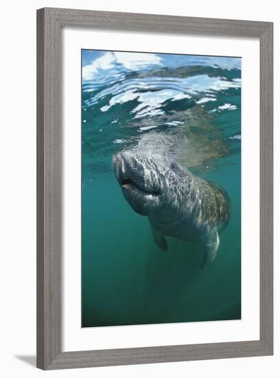 West Indian Manatee, Trichechus Manatus Latirostris, Usa, Florida, Fl, Everglades-Reinhard Dirscherl-Framed Photographic Print