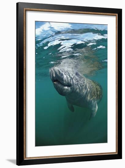 West Indian Manatee, Trichechus Manatus Latirostris, Usa, Florida, Fl, Everglades-Reinhard Dirscherl-Framed Photographic Print