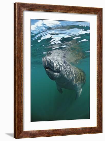 West Indian Manatee, Trichechus Manatus Latirostris, Usa, Florida, Fl, Everglades-Reinhard Dirscherl-Framed Photographic Print