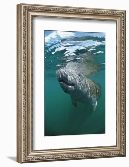 West Indian Manatee, Trichechus Manatus Latirostris, Usa, Florida, Fl, Everglades-Reinhard Dirscherl-Framed Photographic Print