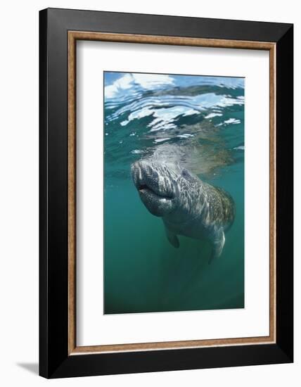 West Indian Manatee, Trichechus Manatus Latirostris, Usa, Florida, Fl, Everglades-Reinhard Dirscherl-Framed Photographic Print