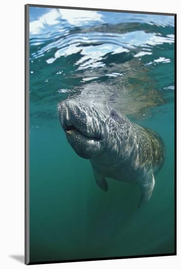 West Indian Manatee, Trichechus Manatus Latirostris, Usa, Florida, Fl, Everglades-Reinhard Dirscherl-Mounted Photographic Print