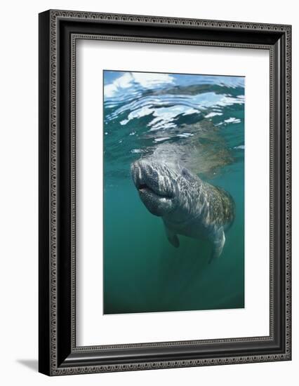 West Indian Manatee, Trichechus Manatus Latirostris, Usa, Florida, Fl, Everglades-Reinhard Dirscherl-Framed Photographic Print