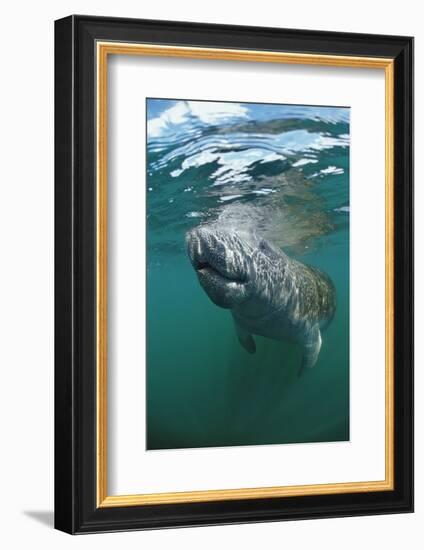 West Indian Manatee, Trichechus Manatus Latirostris, Usa, Florida, Fl, Everglades-Reinhard Dirscherl-Framed Photographic Print