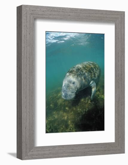 West Indian Manatee, Trichechus Manatus Latirostris, Usa, Florida, Fl, Everglades-Reinhard Dirscherl-Framed Photographic Print