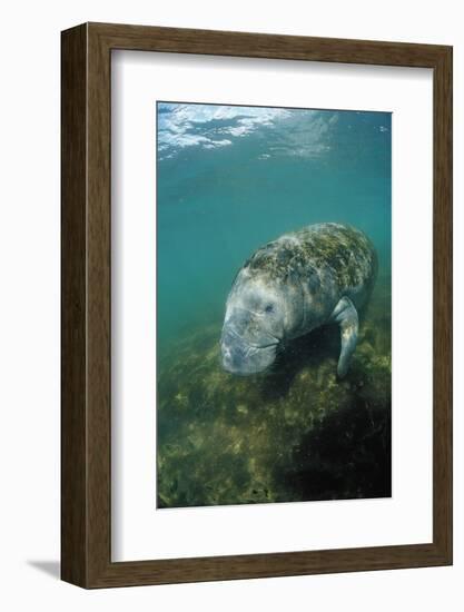 West Indian Manatee, Trichechus Manatus Latirostris, Usa, Florida, Fl, Everglades-Reinhard Dirscherl-Framed Photographic Print