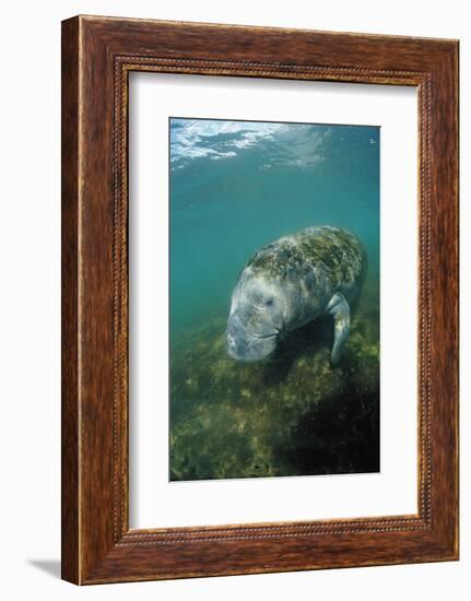 West Indian Manatee, Trichechus Manatus Latirostris, Usa, Florida, Fl, Everglades-Reinhard Dirscherl-Framed Photographic Print