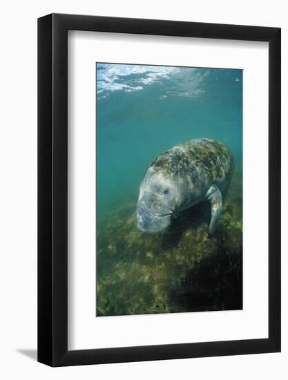 West Indian Manatee, Trichechus Manatus Latirostris, Usa, Florida, Fl, Everglades-Reinhard Dirscherl-Framed Photographic Print