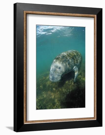 West Indian Manatee, Trichechus Manatus Latirostris, Usa, Florida, Fl, Everglades-Reinhard Dirscherl-Framed Photographic Print