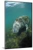 West Indian Manatee, Trichechus Manatus Latirostris, Usa, Florida, Fl, Everglades-Reinhard Dirscherl-Mounted Photographic Print