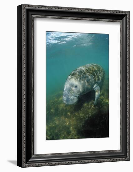 West Indian Manatee, Trichechus Manatus Latirostris, Usa, Florida, Fl, Everglades-Reinhard Dirscherl-Framed Photographic Print