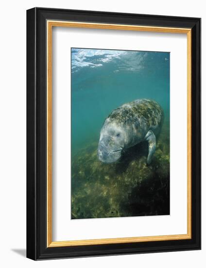 West Indian Manatee, Trichechus Manatus Latirostris, Usa, Florida, Fl, Everglades-Reinhard Dirscherl-Framed Photographic Print