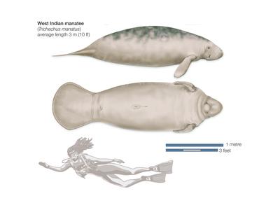 West Indian Manatee Size