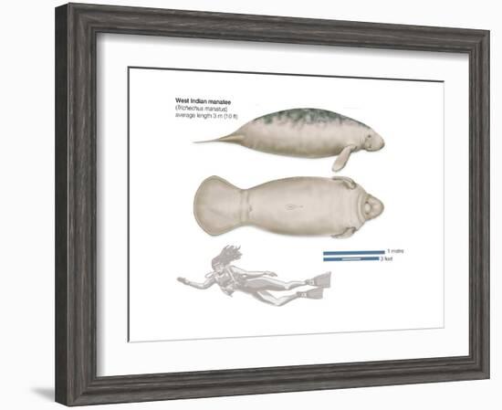 West Indian Manatee (Trichechus Manatus), Mammals-Encyclopaedia Britannica-Framed Art Print