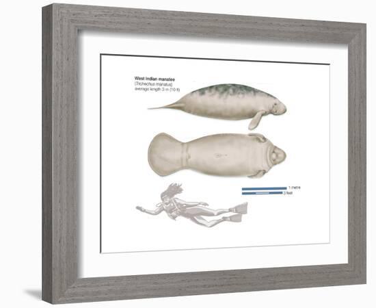 West Indian Manatee (Trichechus Manatus), Mammals-Encyclopaedia Britannica-Framed Art Print