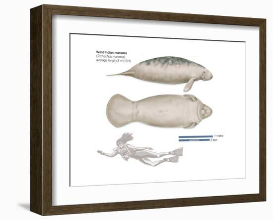 West Indian Manatee (Trichechus Manatus), Mammals-Encyclopaedia Britannica-Framed Art Print