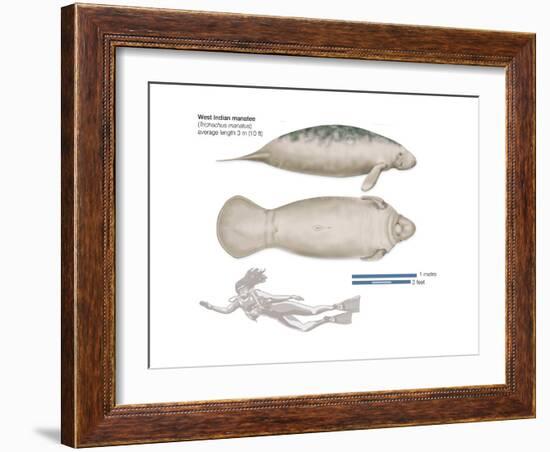 West Indian Manatee (Trichechus Manatus), Mammals-Encyclopaedia Britannica-Framed Art Print