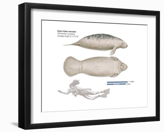 West Indian Manatee (Trichechus Manatus), Mammals-Encyclopaedia Britannica-Framed Art Print