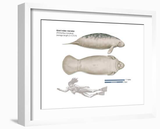 West Indian Manatee (Trichechus Manatus), Mammals-Encyclopaedia Britannica-Framed Art Print