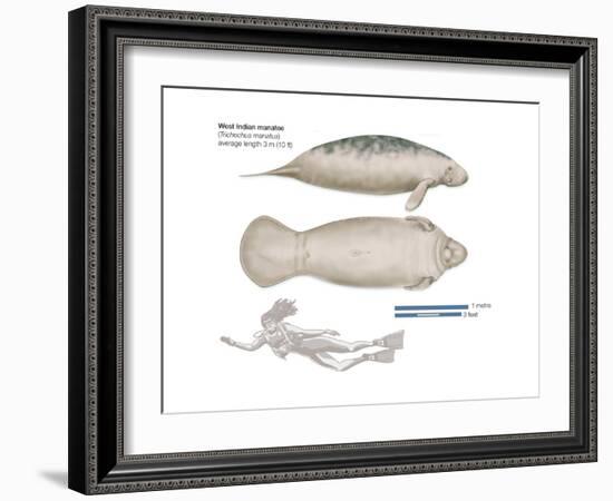 West Indian Manatee (Trichechus Manatus), Mammals-Encyclopaedia Britannica-Framed Art Print