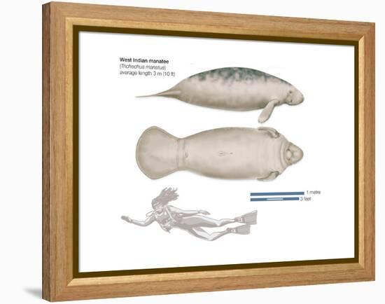 West Indian Manatee (Trichechus Manatus), Mammals-Encyclopaedia Britannica-Framed Stretched Canvas