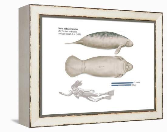 West Indian Manatee (Trichechus Manatus), Mammals-Encyclopaedia Britannica-Framed Stretched Canvas