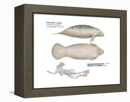 West Indian Manatee (Trichechus Manatus), Mammals-Encyclopaedia Britannica-Framed Stretched Canvas